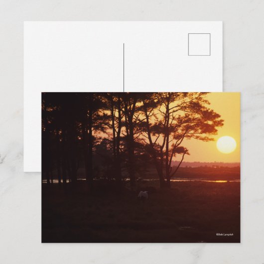 Carte Postale Bob Langrish | Coucher de soleil sur le pâturage d (Devant / Derrière)