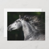 Carte Postale Bob Langrish | Dapple Grey Andalucian headshot (Devant / Derrière)