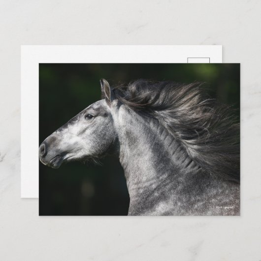 Carte Postale Bob Langrish | Dapple Grey Andalucian headshot (Devant / Derrière)