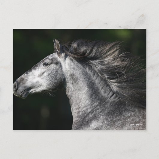 Carte Postale Bob Langrish | Dapple Grey Andalucian headshot (Devant)