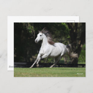 Carte Postale Bob Langrish   Dapple Grey Andalucian Running