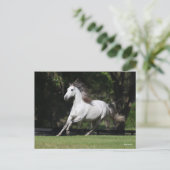 Carte Postale Bob Langrish | Dapple Grey Andalucian Running (Debout devant)