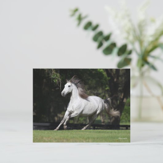 Carte Postale Bob Langrish | Dapple Grey Andalucian Running (Debout devant)