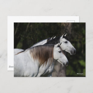 Carte Postale Bob Langrish   Deux Andalous Ensemble