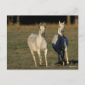 Carte Postale Bob Langrish | Deux Arabes gris qui courent ensemb (Devant)