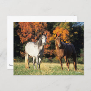 Carte Postale Bob Langrish Deux Arabes se rassemblent sur le ter