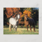 Carte Postale Bob Langrish Deux Arabes se rassemblent sur le ter (Devant)