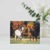 Carte Postale Bob Langrish Deux Arabes se rassemblent sur le ter (Debout devant)