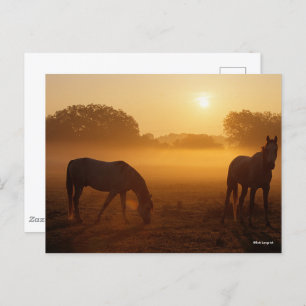 Carte Postale Bob Langrish Deux Arabes Se Tenant Dans Le Mist Au