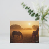 Carte Postale Bob Langrish Deux Arabes Se Tenant Dans Le Mist Au (Debout devant)