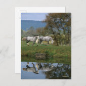 Carte Postale Bob Langrish | Deux Bois Chauds Ensemble Par Lac (Devant / Derrière)