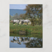 Carte Postale Bob Langrish | Deux Bois Chauds Ensemble Par Lac (Devant)