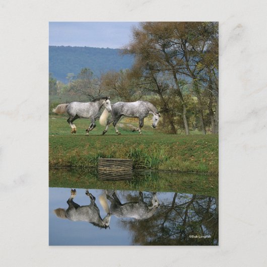Carte Postale Bob Langrish | Deux Bois Chauds Ensemble Par Lac (Devant)