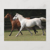 Carte Postale Bob Langrish | Deux Chevaux Arabes Courir Ensemble (Devant)