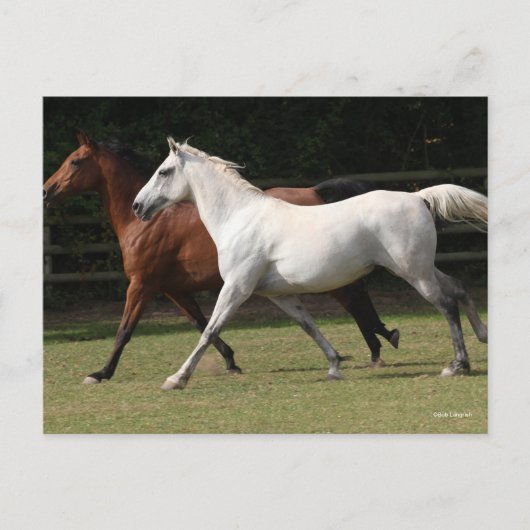 Carte Postale Bob Langrish | Deux Chevaux Arabes Courir Ensemble (Devant)