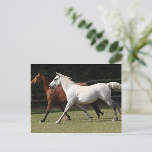 Carte Postale Bob Langrish | Deux Chevaux Arabes Courir Ensemble (Debout devant)
