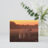 Carte Postale Bob Langrish | Deux Chevaux arabes gris debout (Debout devant)