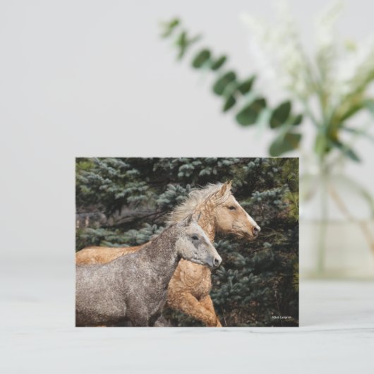 Carte Postale Bob Langrish | Deux Chevaux De Courbe Bashkir Capt (Debout devant)