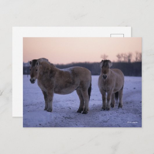 Carte Postale Bob Langrish | Deux Chevaux De Fjord Se Tenant En (Devant / Derrière)