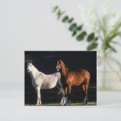 Carte Postale Bob Langrish | Deux Marais Arabes Se Trouvant Sous (Debout devant)