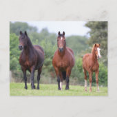 Carte Postale Bob Langrish | Deux Ponts Gallois debout Avec Du F (Devant)