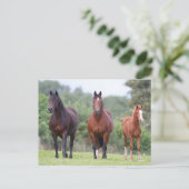 Carte Postale Bob Langrish | Deux Ponts Gallois debout Avec Du F (Debout devant)