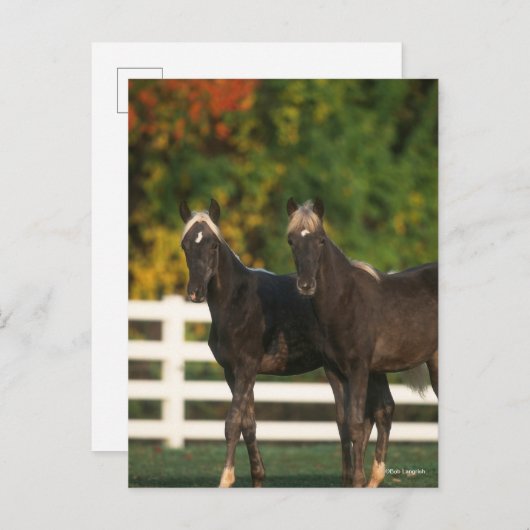Carte Postale Bob Langrish | Deux poulains des Rocheuses debout (Devant / Derrière)