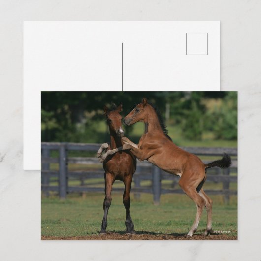 Carte Postale Bob Langrish | Deux poulains Morgan jouent (Devant / Derrière)