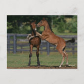 Carte Postale Bob Langrish | Deux poulains Morgan jouent (Devant)
