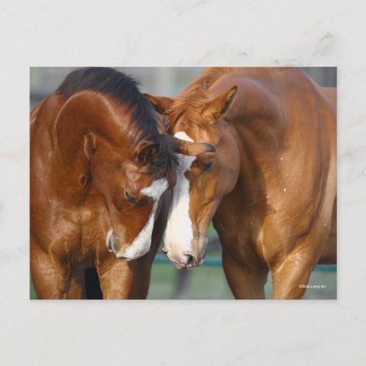 Carte Postale Bob Langrish | Deux Rencontres canadiennes de chev (Devant)