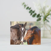 Carte Postale Bob Langrish | Deux Rencontres canadiennes de chev (Debout devant)