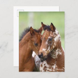 Carte Postale Bob Langrish Deux Rencontres d'Appaloosa Foies