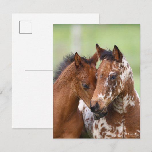Carte Postale Bob Langrish | Deux Rencontres d'Appaloosa Foies (Devant / Derrière)