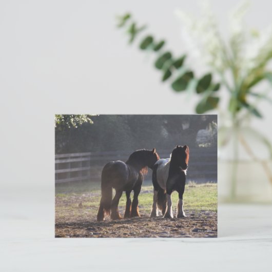 Carte Postale Bob Langrish | Deux Vannières Tsiganes En Champ Ré (Debout devant)