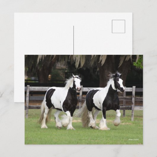 Carte Postale Bob Langrish | Deux vannières tziganes noires et b (Devant / Derrière)