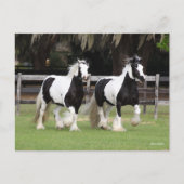 Carte Postale Bob Langrish | Deux vannières tziganes noires et b (Devant)