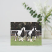 Carte Postale Bob Langrish | Deux vannières tziganes noires et b (Debout devant)