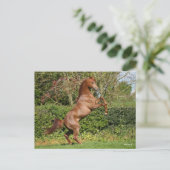 Carte Postale Bob Langrish | Élevage d'étalons arabes en châtaig (Debout devant)