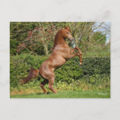 Carte Postale Bob Langrish | Élevage d'étalons arabes en châtaig (Devant)