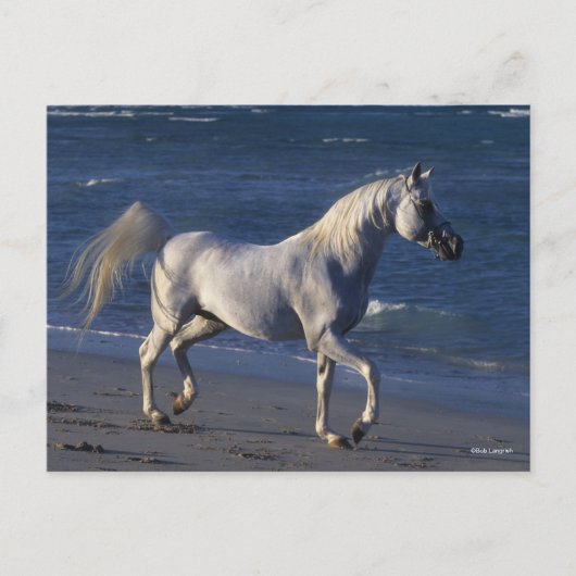 Carte Postale Bob Langrish | Étalon arabe gris marchant sur la p (Devant)