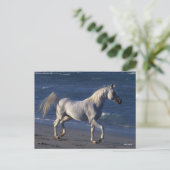 Carte Postale Bob Langrish | Étalon arabe gris marchant sur la p (Debout devant)