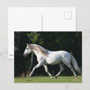 Carte Postale Bob Langrish Étalon gris lusitanien