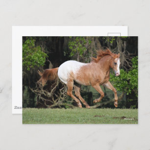 Carte Postale Bob Langrish Exécution d'Appaloosa