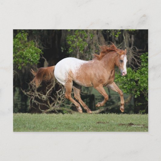 Carte Postale Bob Langrish | Exécution d'Appaloosa (Devant)