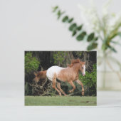 Carte Postale Bob Langrish | Exécution d'Appaloosa (Debout devant)