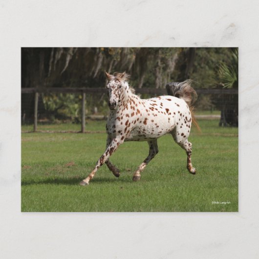 Carte Postale Bob Langrish | Exécution d'Appaloosa (Devant)