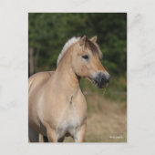 Carte Postale Bob Langrish | Fjord Horse Standing Headshot (Devant)