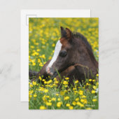 Carte Postale Bob Langrish | Foal De Pony Gallois Reposant Dans  (Devant / Derrière)