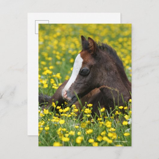 Carte Postale Bob Langrish | Foal De Pony Gallois Reposant Dans  (Devant / Derrière)