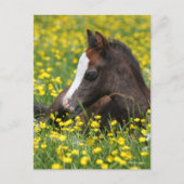 Carte Postale Bob Langrish | Foal De Pony Gallois Reposant Dans  (Devant)
